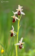Nome File=orchidea.jpg
Dimensione File=97KB
Dimensioni=645x1024
Data aggiunta=Ott 31, 2011 orchidea.jpg