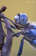 primo-piano-di-libellula.jpg primo-piano-di-libellula.jpg