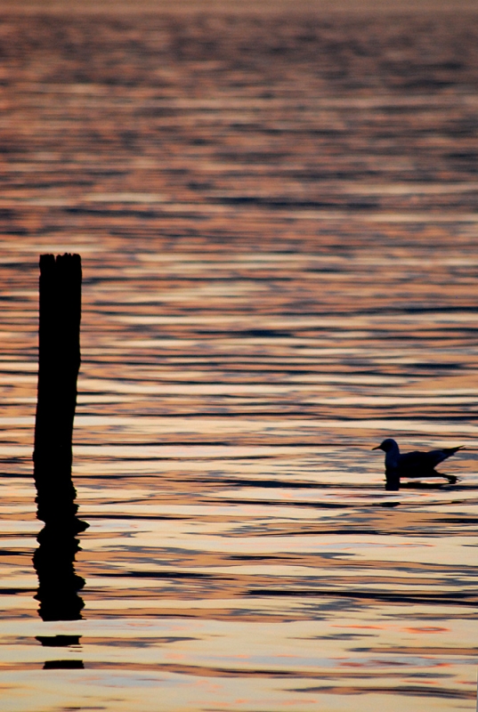 Clicca per l'immagine full size