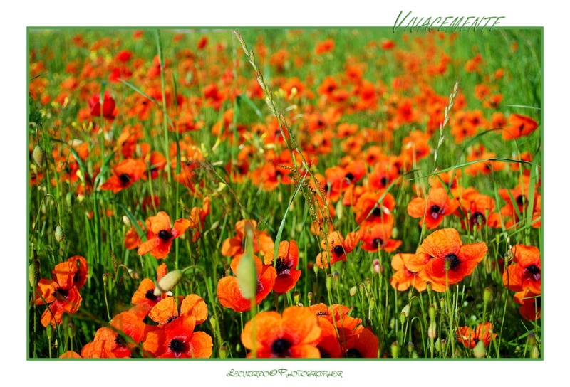 Clicca per l'immagine full size