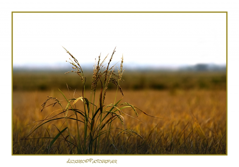 Clicca per l'immagine full size