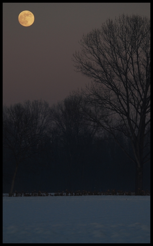 Clicca per l'immagine full size