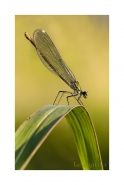 Nome File=Calopteryx.jpg
Dimensione File=313KB
Dimensioni=672x1000
Data aggiunta=Ago 07, 2011 Calopteryx.jpg