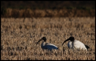 Nome File=ibis_love.jpg
Dimensione File=316KB
Dimensioni=900x579
Data aggiunta=Feb 27, 2009 ibis_love.jpg