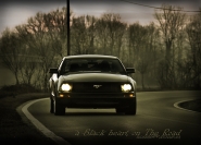 Nome File=mustang.jpg
Dimensione File=298KB
Dimensioni=1000x724
Data aggiunta=Feb 07, 2011 mustang.jpg