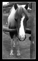 Cavallino_2_copy.jpg Cavallino_2_copy.jpg