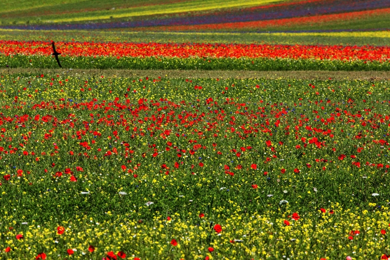 Clicca per l'immagine full size