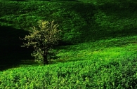 Albero.JPG