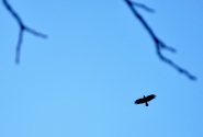 Nome File=The_Eagle.jpg
Dimensione File=384KB
Dimensioni=1024x692
Data aggiunta=Dic 27, 2011 The_Eagle.jpg