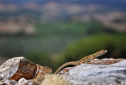 _Tuscan_Lizard_web.jpg