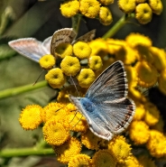 Nome File=__BFly_III_web.jpg
Dimensione File=539KB
Dimensioni=800x802
Data aggiunta=Nov 19, 2012 __BFly_III_web.jpg