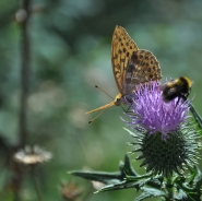 Nome File=_anoth_butterfly_col.jpg
Dimensione File=561KB
Dimensioni=900x897
Data aggiunta=Ott 10, 2012 _anoth_butterfly_col.jpg