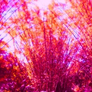 418660_449569565066012_1333234845_n[1].jpg