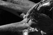 Nome File=Tronco.jpg
Dimensione File=222KB
Dimensioni=794x523
Data aggiunta=Mag 08, 2011 Tronco.jpg