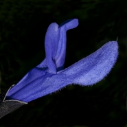 _DSC0010~8.jpg