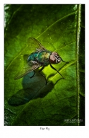 Filename=the-flyweb.jpg
Filesize=249KB
Dimensions=518x800
Date added=Jan 15, 2010 the-flyweb.jpg