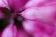 Colors_Fucsia_01_2010.jpg