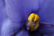 Colors_Violet_and_Yellow_01_2010.jpg