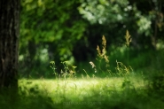 Green_Atmosphere_2011.jpg