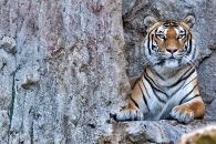 Tigre_03_2009.jpg