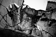 trastevere-2005.jpg