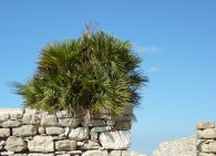 Nome File=segesta_ridotta.JPG
Dimensione File=398KB
Dimensioni=1024x742
Data aggiunta=Gen 16, 2009 segesta_ridotta.JPG
