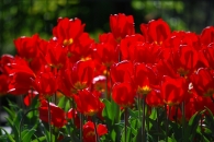 tulipani-rid.JPG