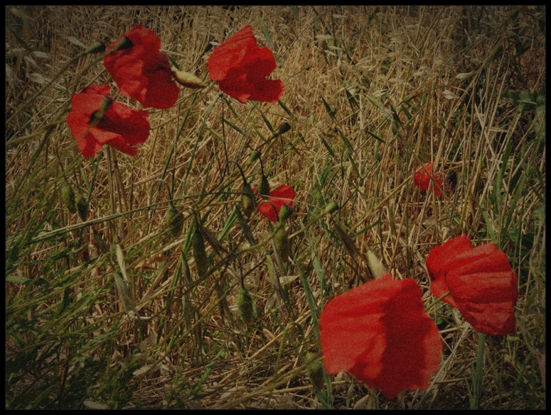 Clicca per l'immagine full size
