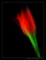 cornice_tulipano.jpg