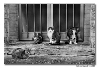 i_soliti_4_gatti_reviewed_low.jpg
