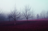 nebbia.jpg