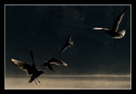 Nome File=In_volo_MA_FA.jpg
Dimensione File=200KB
Dimensioni=800x555
Data aggiunta=Apr 12, 2009 In_volo_MA_FA.jpg