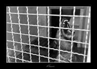 Nome File=il_lamento.jpg
Dimensione File=165KB
Dimensioni=800x572
Data aggiunta=Ago 04, 2009 il_lamento.jpg