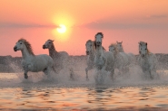 Camargue-horses-950-bg-ok.jpg