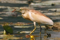 sgarza-libellula-ju_720.jpg sgarza-libellula-ju_720.jpg