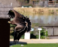 aquila_copia.jpg aquila_copia.jpg