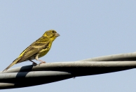 bird2.jpg