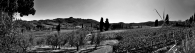 Nome File=capezzana_mm_bn.jpg
Dimensione File=236KB
Dimensioni=1024x281
Data aggiunta=Nov 07, 2009 capezzana_mm_bn.jpg