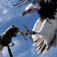 Nome File=rapace.jpg
Dimensione File=192KB
Dimensioni=516x512
Data aggiunta=Nov 08, 2009 rapace.jpg