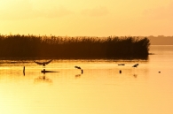 Massaciuccoli.jpg