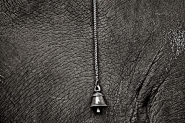 Nome File=ganapati(1).jpg
Dimensione File=391KB
Dimensioni=850x568
Data aggiunta=Lug 01, 2010 ganapati(1).jpg
