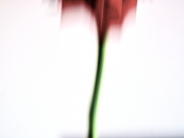 Nome File=rosacadente.jpg
Dimensione File=300KB
Dimensioni=830x622
Data aggiunta=Mar 25, 2010 rosacadente.jpg