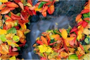 Nome File=L_AUTUNNO-CHE-SCORRE.jpg
Dimensione File=197KB
Dimensioni=800x534
Data aggiunta=Nov 09, 2011 L_AUTUNNO-CHE-SCORRE.jpg
