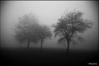 nella-nebbia-web_r.jpg