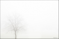 pianta-nella-nebbia-web.jpg
