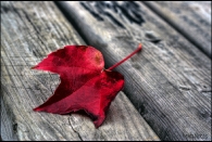 red-leaf.jpg red-leaf.jpg