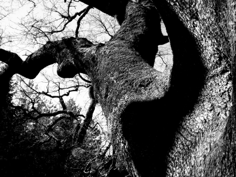 Clicca per l'immagine full size