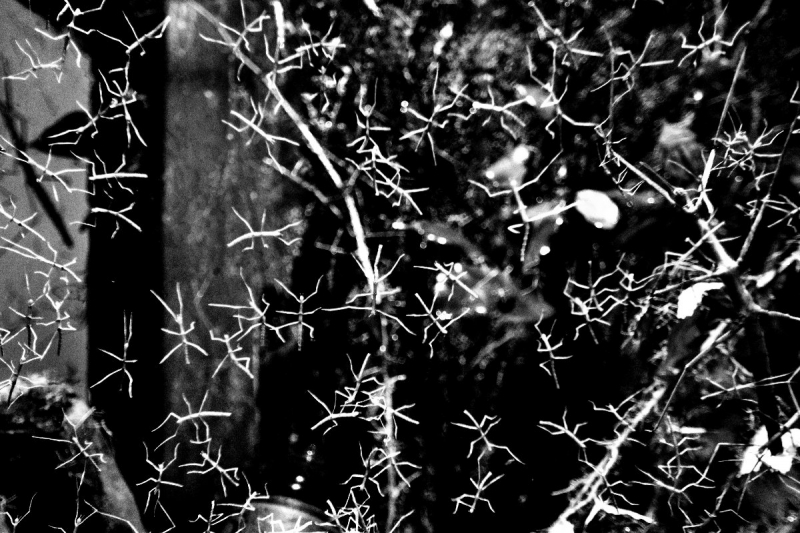 Clicca per l'immagine full size