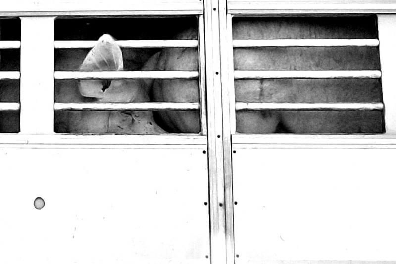 Clicca per l'immagine full size
