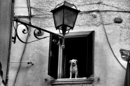 CIMG1949_il_cane_di_riomagno_mm.jpg